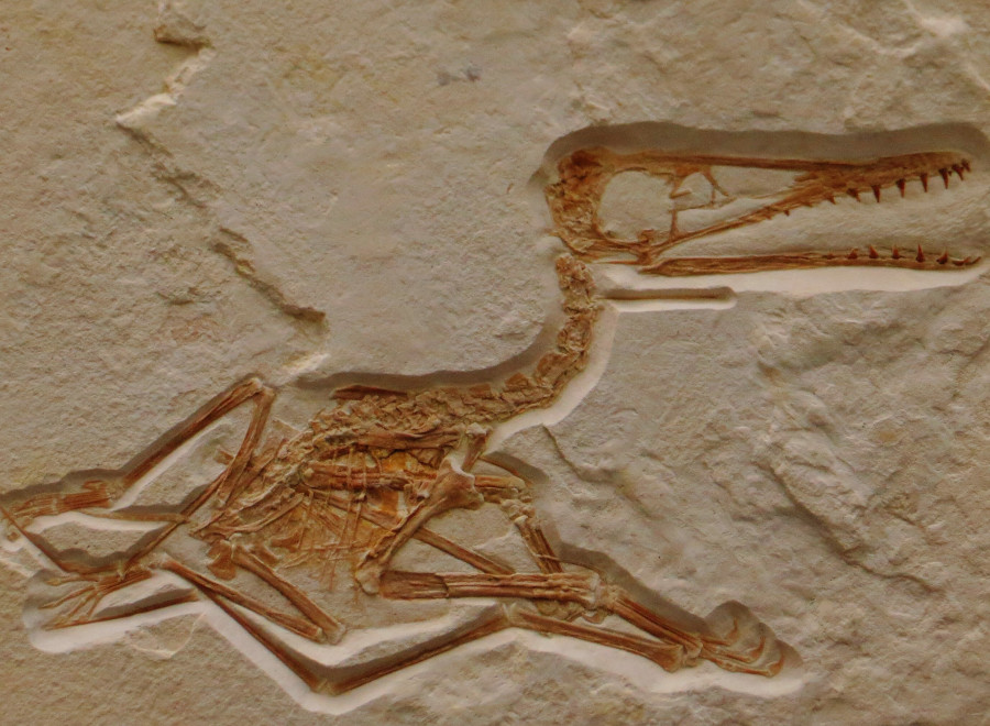 110 million year old fossil found in limestone slabs